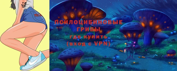 хмурый Аркадак